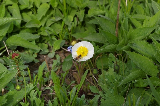 frist of the poppies to flower