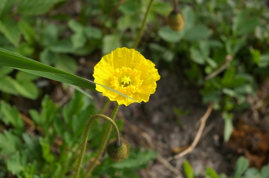 A garden flower photo
