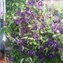 Garden_pics_2007_071