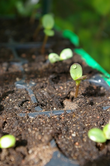 Yay they germinated! (Helianthus annuus (Sunflower))