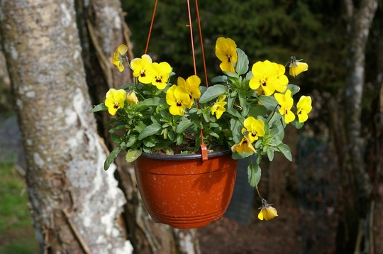 Yellow pansy in hanging basket on washing line (Viola tricolor)
