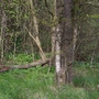 Sg1l2375