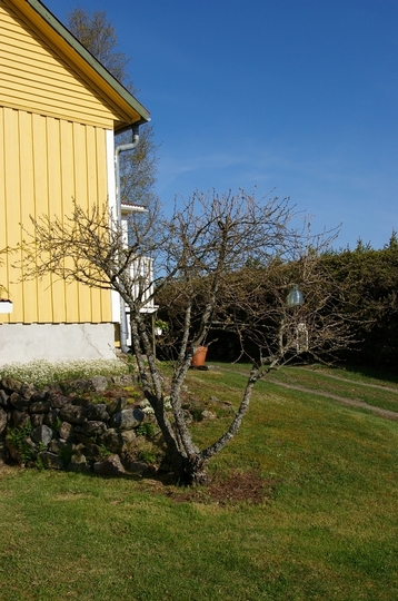 Cherry Tree (Prunus cerasus (Cherry))