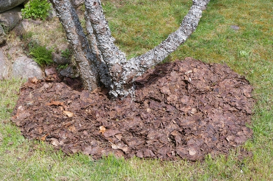 Freshly weeded and mulched! (Cherry tree base) (Prunus cerasus (Cherry))