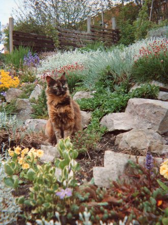 My old cat, Fluffy.