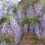 Wisteria_domine