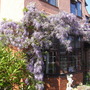 Wisteria_floribunda