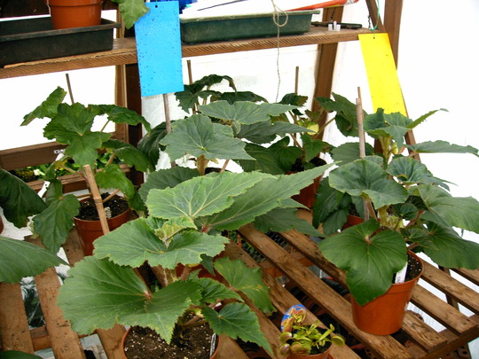 In the greenhouse 2007 (Begonia)