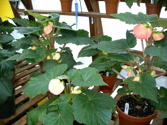 In the greenhouse 2007 view of the buds (Begonia)