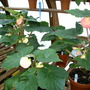 2007_in_the_greenhouse_002