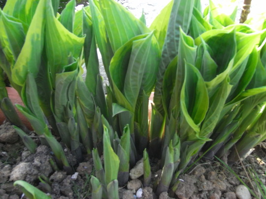 Hosta Fortunei (Hosta fortunei (Plantain lily))