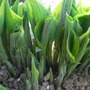 Hosta