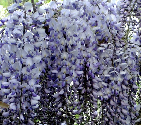 Wisteria (Wisteria floribunda (Japanese Wisteria))