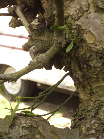 Mistletoe on Cooking Apple Tree at Vistabile 05.08 (Viscum album (Vistabile))
