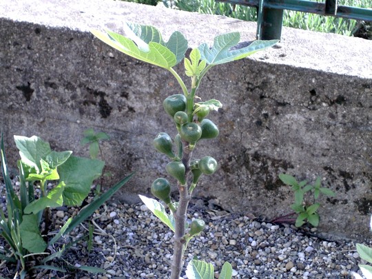 My small fig tree has a lot of figs coming.tr (Ficus)