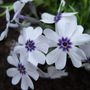 Phlox_subulata__bavaria_