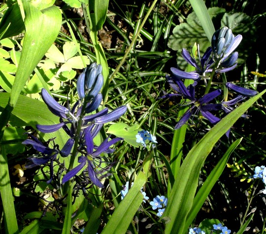 Camassia. This is the first time I have grown these bulbs. (Camassia esculenta)