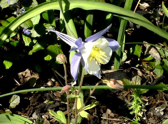 Aquilegia grown from seed last year are just beginning to flower. (Aquilegia caerulia)