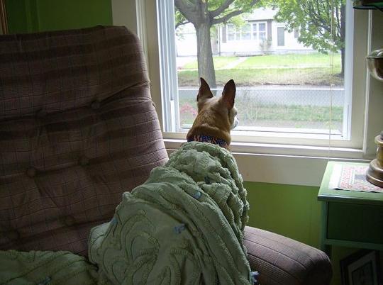 Maxi - Always on alert !