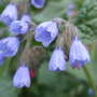 Symphytum_caucasicum