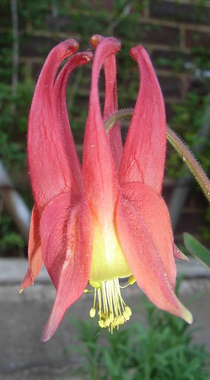 Aquilegia canadensis (Aquilegia canadensis)