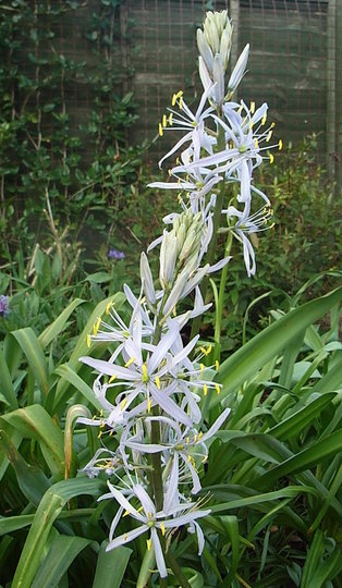 Camassia cusickii (Camassia cusickii)
