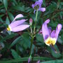 Dodecatheon_meadia
