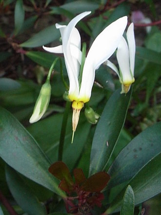 Dodecatheon meadia 'Alba' (Dodecatheon meadia)