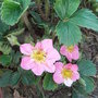 Fragaria__pink_panda_