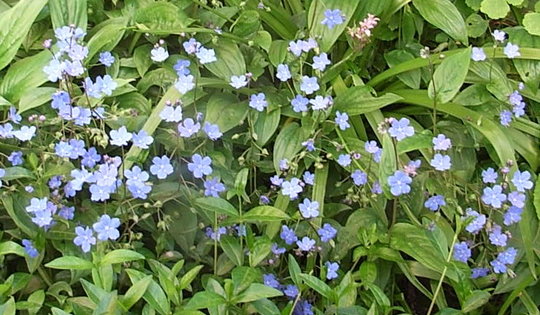 Omphalodes cappadocica 2 (Omphalodes cappadocica)