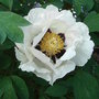 Paeonia_rockii