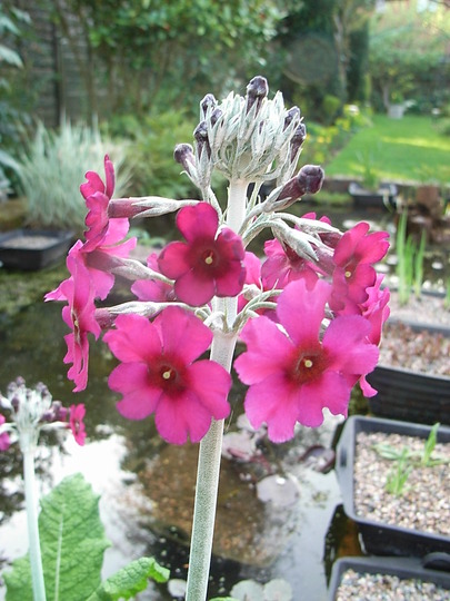 Primula pulverulenta (Primula pulverulenta)