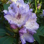 Rhododendron__blue_peter_