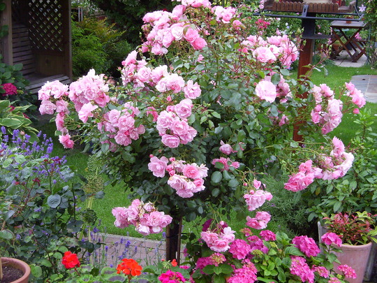 Standard Rose (Bonica)