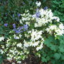 Rhododendron__ptarmigan_