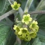Ribes_gayanum