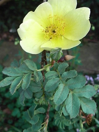 Rosa 'Canary Bird' (Rosa 'Canary Bird')