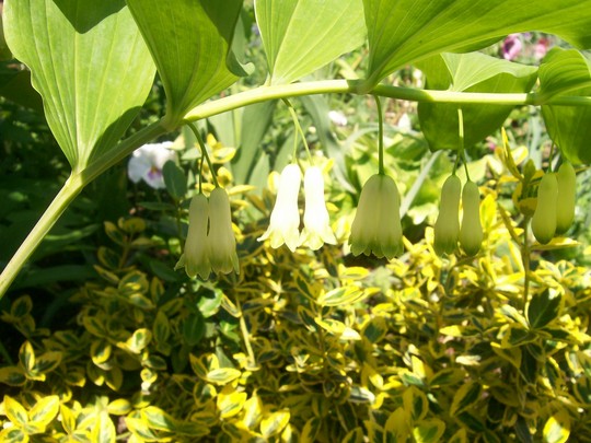 8_5_13.jpg (Polygonatum biflorum)
