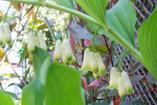 8_5_14.jpg (Polygonatum biflorum)