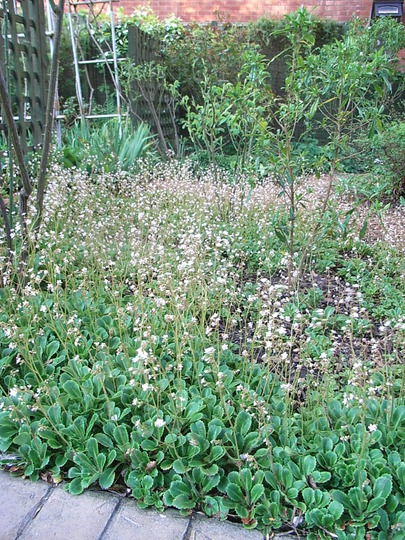 Saxifraga x urbium (Saxifraga x urbium)