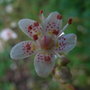 Saxifraga x urbium