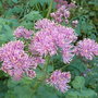 Thalictrum