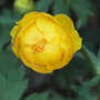 Trollius x cultorum