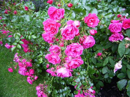 Rose, Flower carpet (Pink)