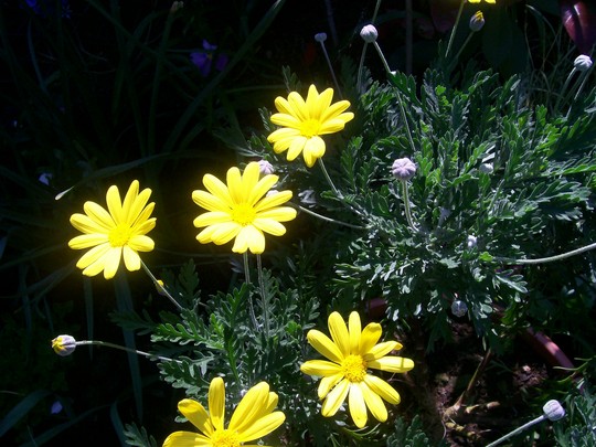8_5_4.jpg (Argyranthemum)