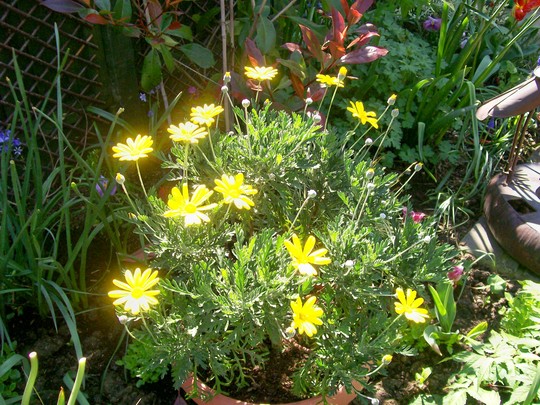 8_5_3.jpg (Argyranthemum)