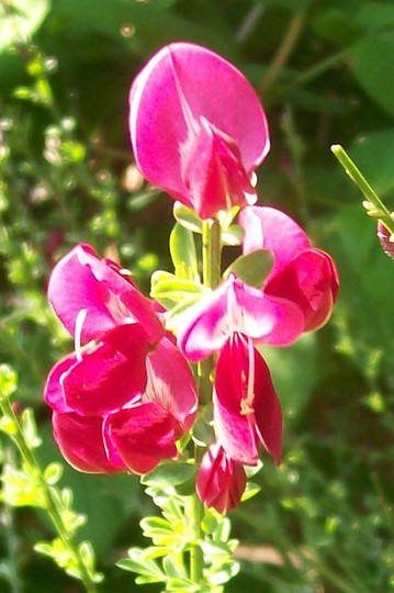 A garden flower photo (cytisus 'burkwoodii')