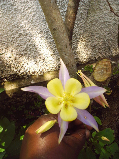 aquilegia_9th_may.jpg