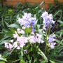 Blue_and_pinksbell