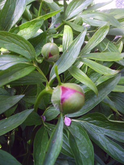 peony_colouring_bud.jpg